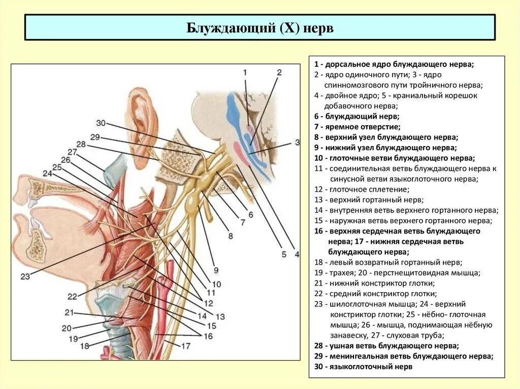 Иннервация блуждающего нерва. Блуждающий нерв головной отдел. Блуждающий нерв схема. Топография блуждающих нервов схема. Ветви блуждающего нерва функции.