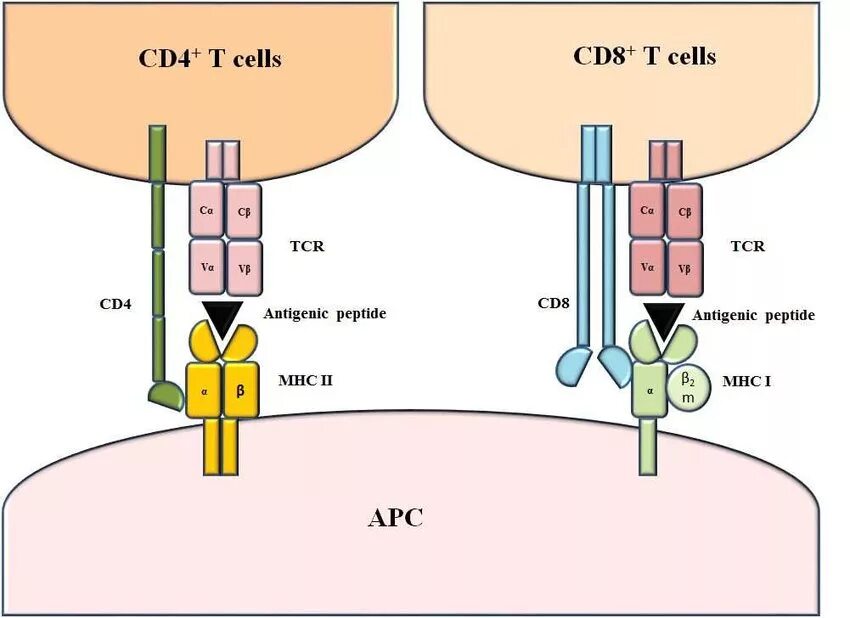 Cd 8 r