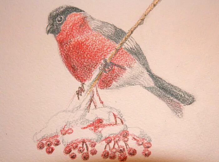 снегирь цветными карандашами. снегирь масляной пастелью. снегирь цветными карандашами. снегирь на белом фоне. миниатюры со снегирями.
