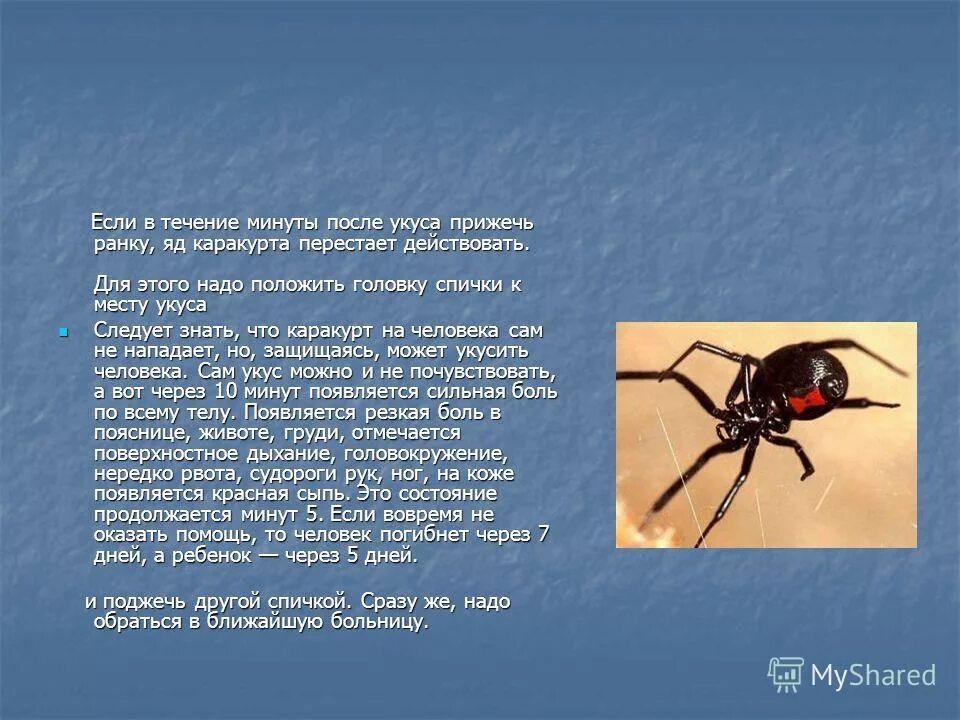 паук каракурт где обитает. сколько людей умирают от пауков. бразильский странствующий паук презентация. сколько людей умирают от пауков. рогатый птицеед.