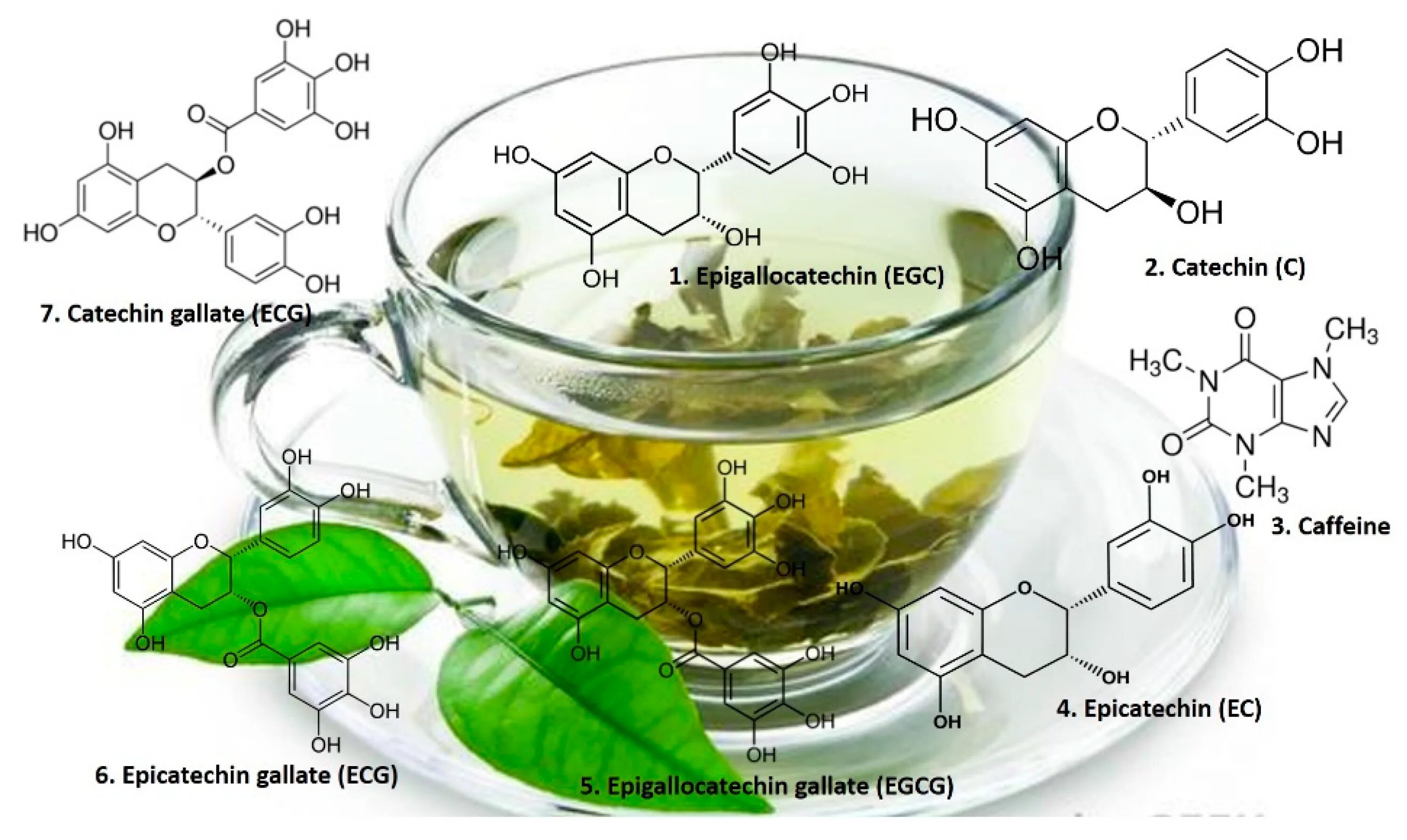 Химическая формула зеленого чая. Катехины зеленого чая. Катехин зеленого чая что такое. Катехины чая формулы.