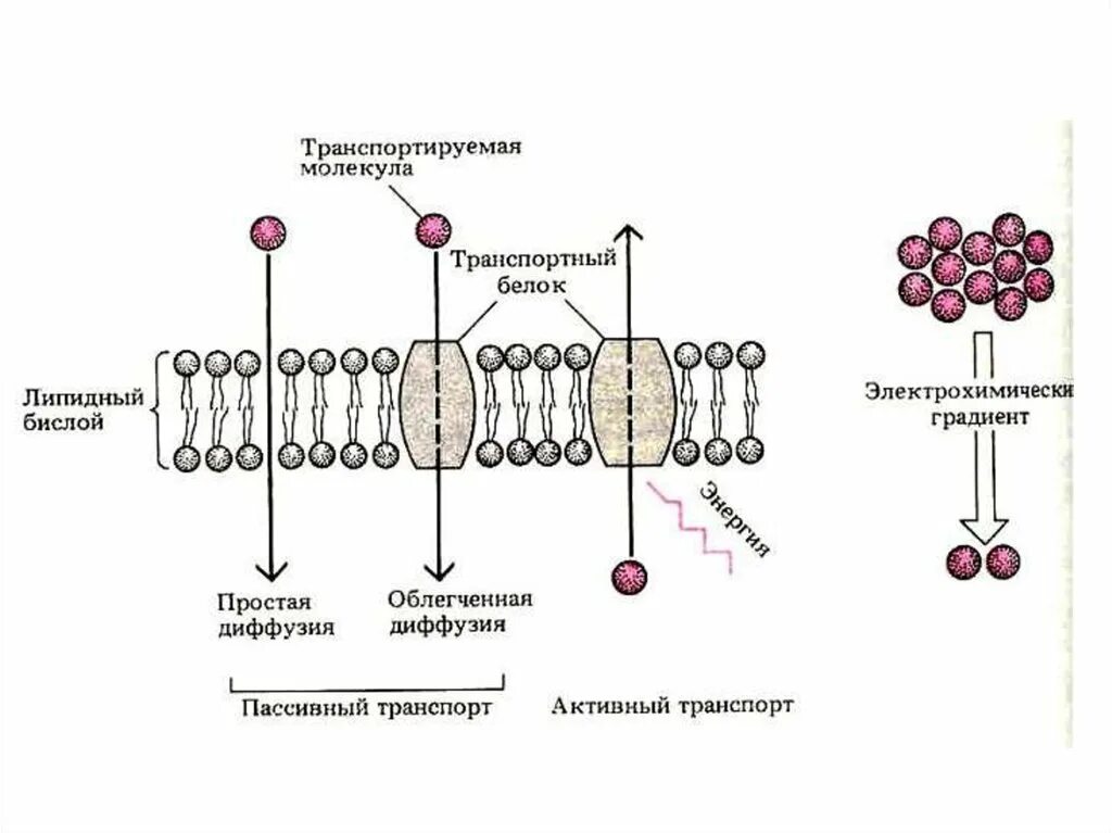 Пассивный транспорт ионов через мембрану. Механизмы активного и пассивного транспорта ионов через мембрану. Пассивная диффузия через мембрану клеток. Транспортные белки мембраны функции.