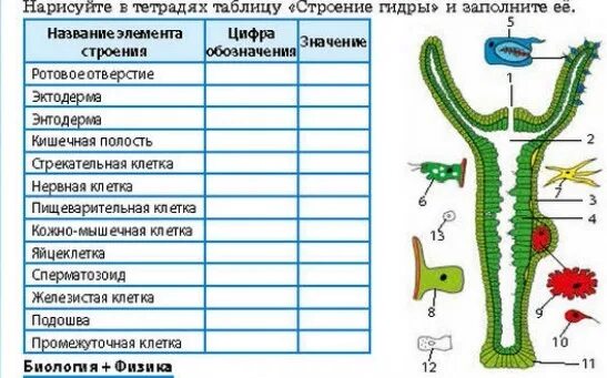 Клетки гидры и их функции. Таблица внутренне строение гидры. заполните таблицу внутреннее строение гидры. гидра внутренне строение. внутреннее строение гидры таблица.