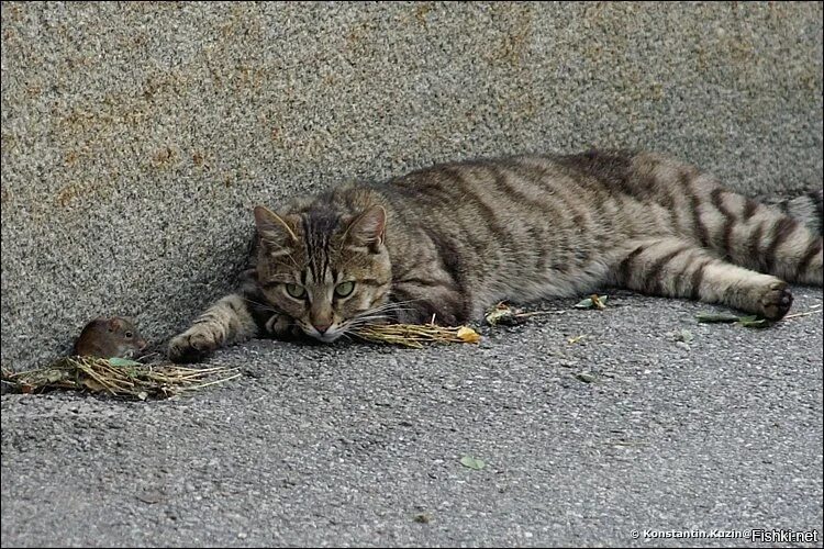 Лове кот. Оборзевший кот. Ты обнаглела. Вась Вась. Кот Васенька.