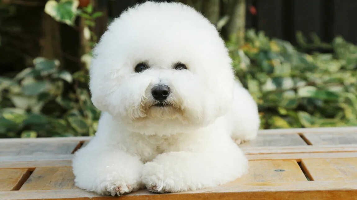 Самоед белый. Как можно назвать белую собаку. Породы белых собак с фотографиями и названиями. Лайка самоед. Белая собака.