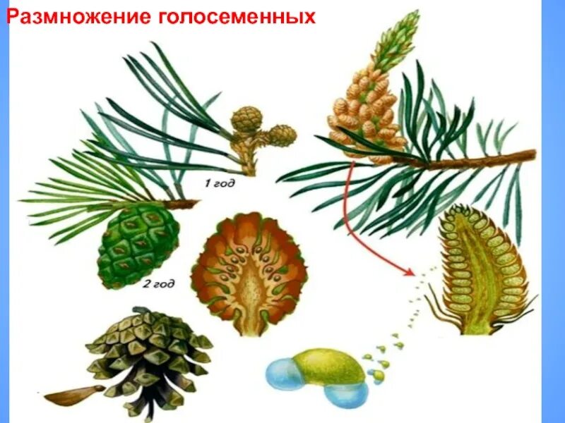 Процесс размножения голосеменных. Сосна сибирская отдел голосеменные. лиственница отряд голосеменные. размножение голосеменных. размножение голосеменных растений.