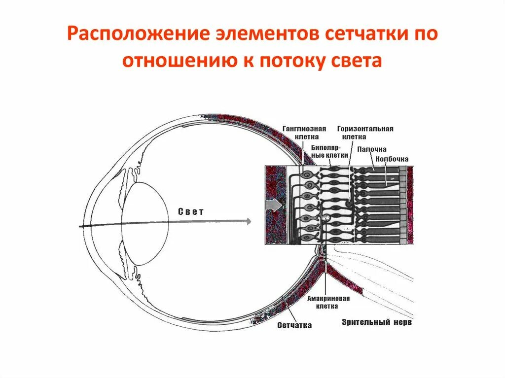 Зрительный анализатор сетчатая оболочка. Структурно-функциональная схема зрительного анализатора. Зрительный анализатор строение сетчатки. Фоторецепторы отдел анализатора. Проводниковым звеном зрительного анализатора является