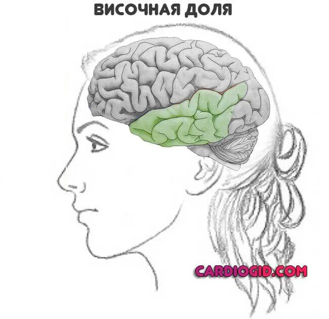 Лобно височное поражение. Левая височная область. Височные и лобные доли мозга.