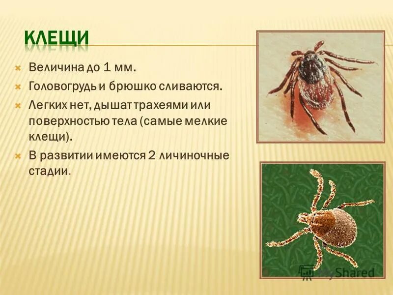 Entelegynae паук. развитие паукообразных. тип членистоногие класс паукообразные отряд клещи. паукообразные раздельнополые. какой тип питания характерен для пауков.