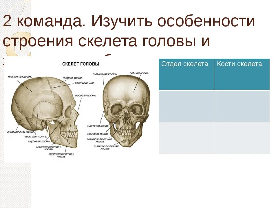 Теменная кость неподвижная. Скелет головы. Скелет головы анатомия. Изучение скелета головы. Скелет головы строение и функции.