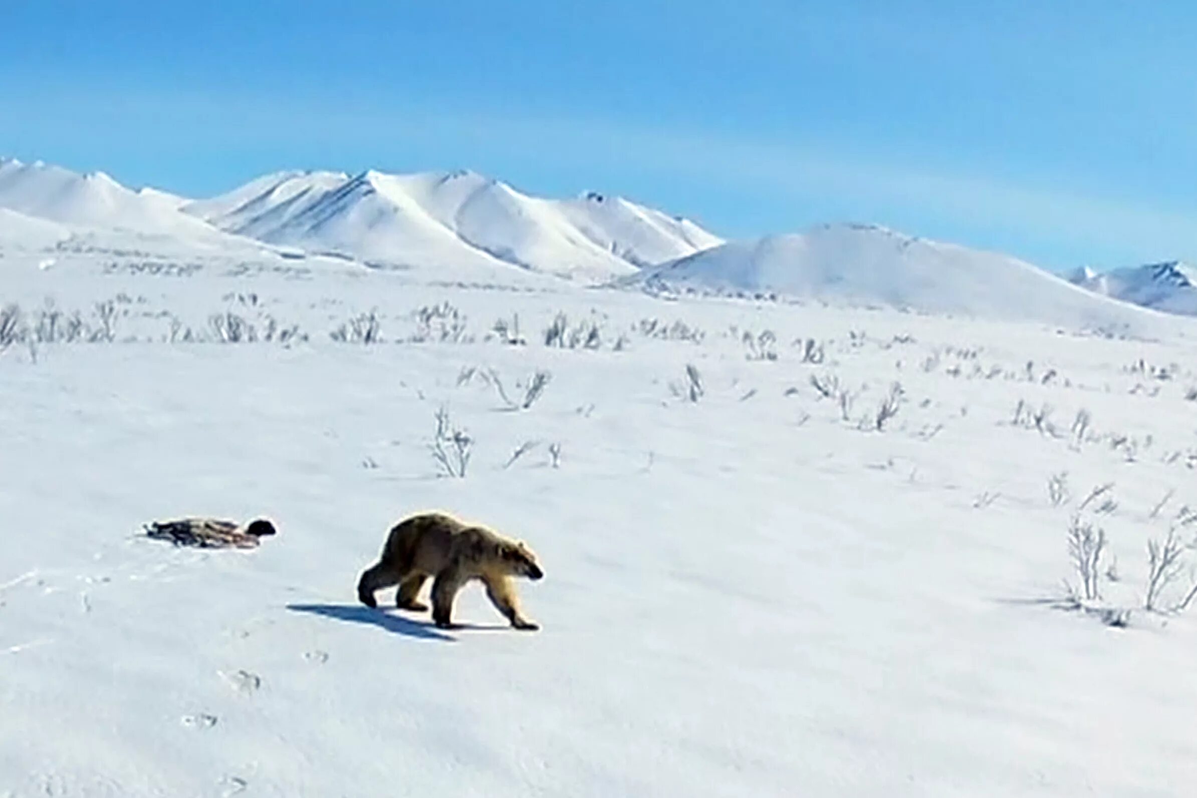 Белый медведь на фоне горы. Дальний Восток России енот. Остаться в живых белый медведь.