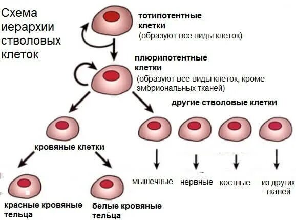 Культивирование клеток крови. Классификация стволовых клеток. Полипотентные мезенхимальные стволовые клетки. Схема строения стволовых клеток. Стволовые клетки типы.