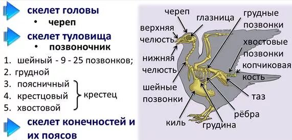 Сколько позвоночников у птиц