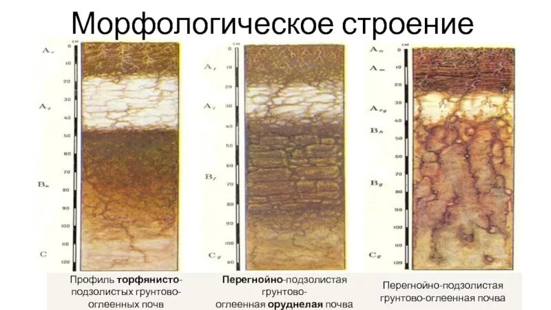 Почвы Урала. Типы горных почв Урала. Строение почв Урала. Строение почв уральских гор.