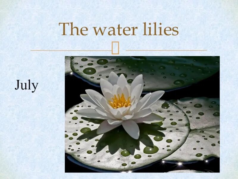 The flowers to water every day. Twelve Flowers of the year. July Lily. Twelve Flowers of the year информация о цветах. 12 Flowers of the year.