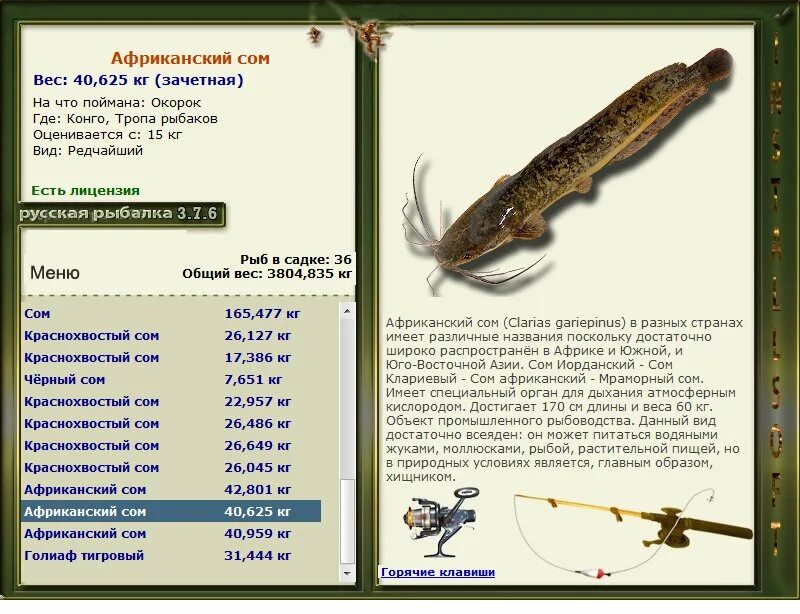Ортакантус. Вес африканского сома. Русская рыбалка меню. Сом длина и вес. Русская рыбалка 376