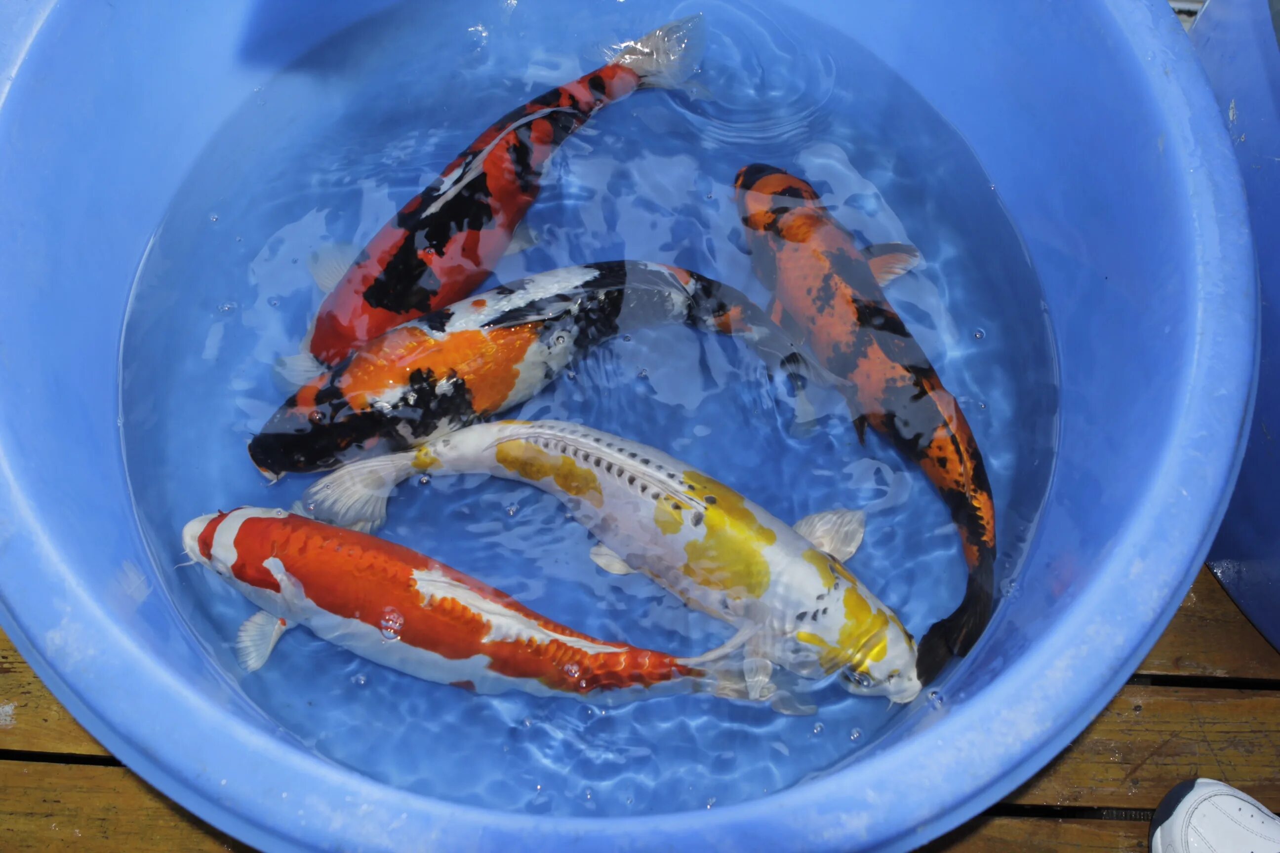 Цихлазома карп кои. Кои содержание. Кои содержание. Кои содержание. Аквариумная рыбка карп кол.