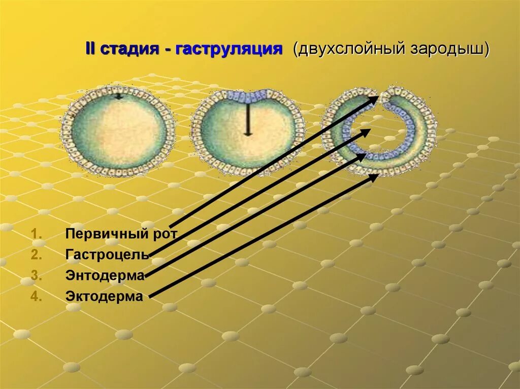 Стадия двухслойного зародыша называется. Гаструла это двухслойный зародыш. стадия двухслойного зародыша. двухслойный зародыш с зародышевыми листками эктодермой и энтодермой. гаструляция эктодермы.