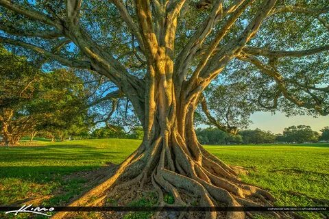 Main tree