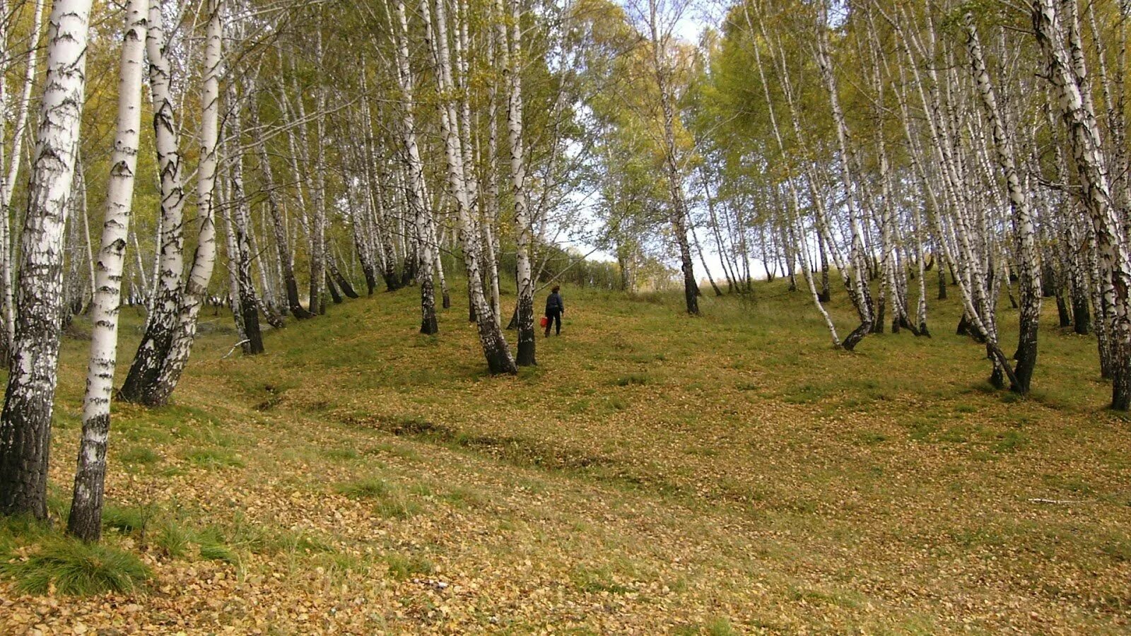 Заболоцкий Березовая роща. Березняк, Березовая роща. Березовые перелески. Береза на пригорке. Дождь заливал лес на опушке где