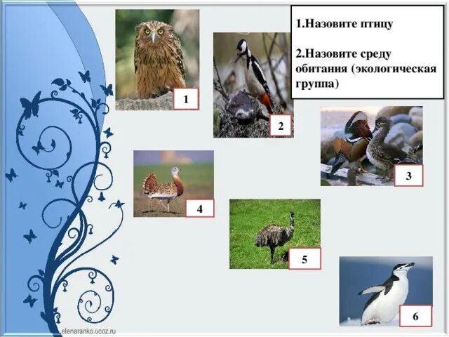 Тест класс птицы вариант 1. Экологические группы птиц. Многообразие птиц. Экологические группы птиц.. Экологические птицы по месту обитания. Разнообразие мест обитания птиц.