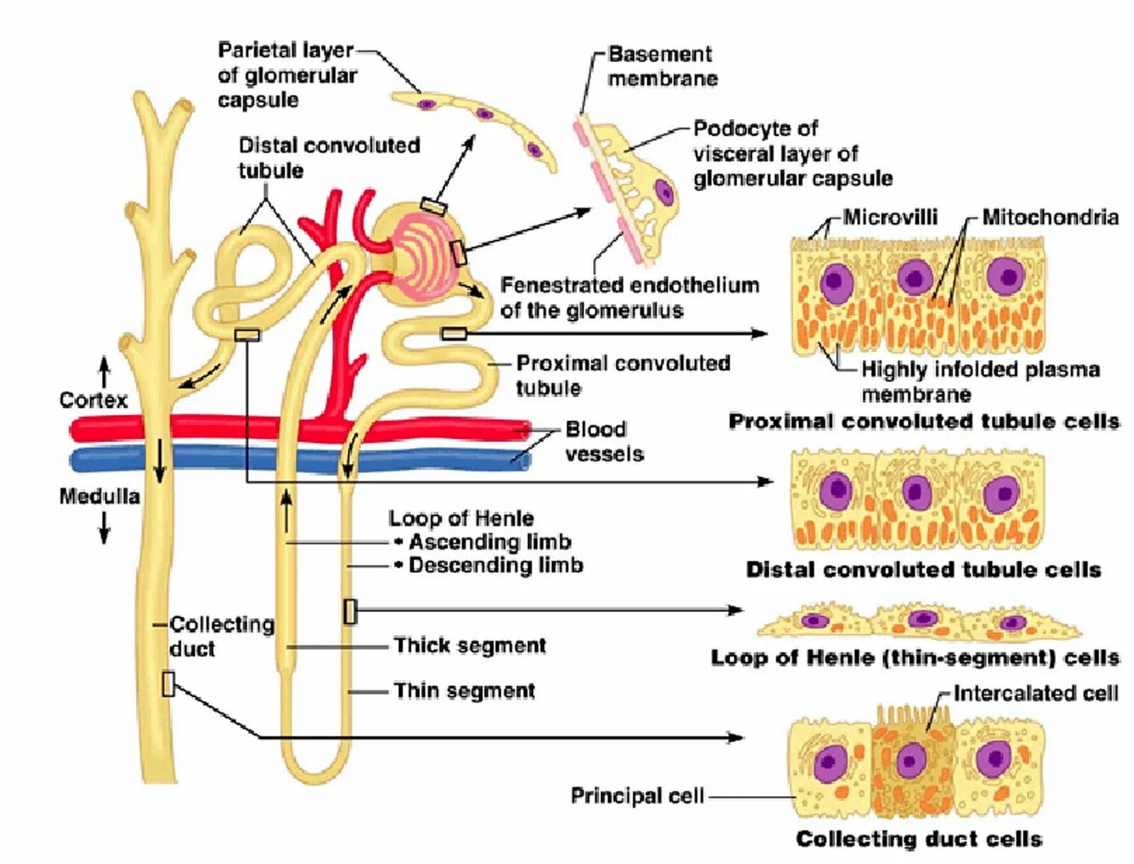 Kidney nephron. Nephron structure and functions. Tubule. The proximal tubules of the nephron. Нефрон ультрафильтрация