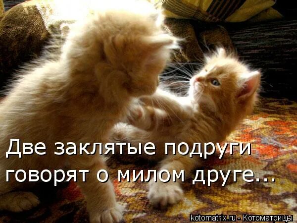 сказка о царе о мертвой царевны пушкин. не видать милого друга только видит вьется вьюга. тигренок и котенок.