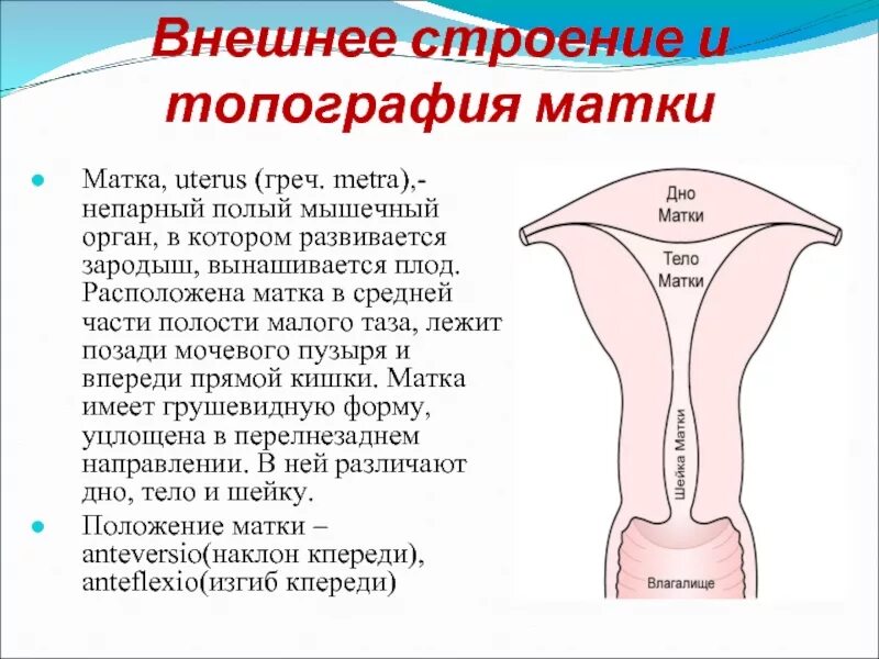 Матка строение. Матка топография строение функции. строение матки анатомия кратко. строение полости матки анатомия. внешнее строение матки.
