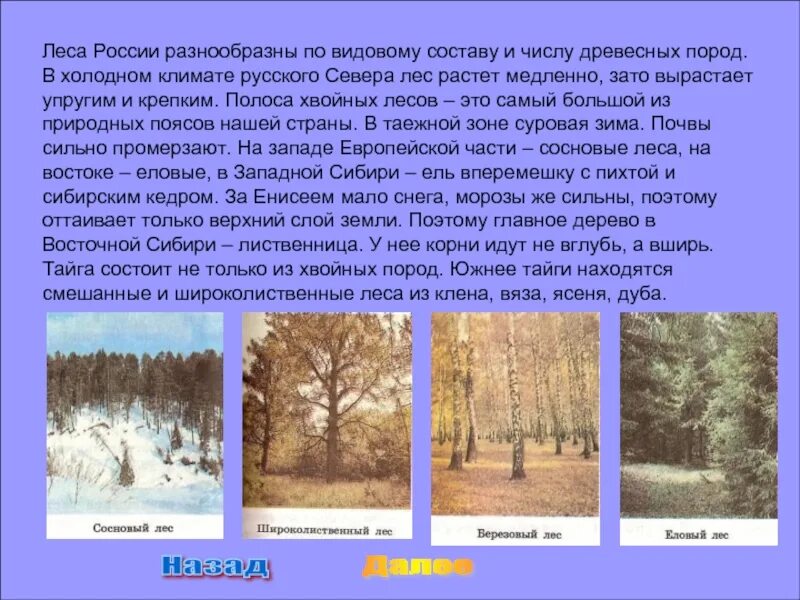 Доклад на тему Лесная зона. Леса России доклад. Зона лесов 4 класс. Сообщение о зоне лесов. Климат зон хвойных лесов