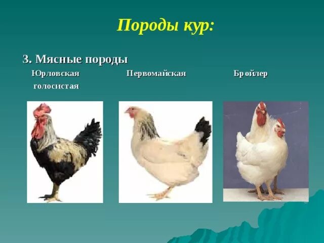 К какой группе относится курица. Селекция куриц. Породы кур по продуктивности. Породы кур презентация. Классификация курицы.