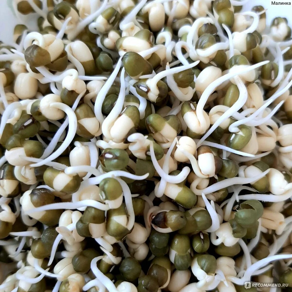 Прорастить маш. Проростки фасоли маш. Микрозелень сои проростки. Проростки фасоли мунг. Маш крупа ростки.