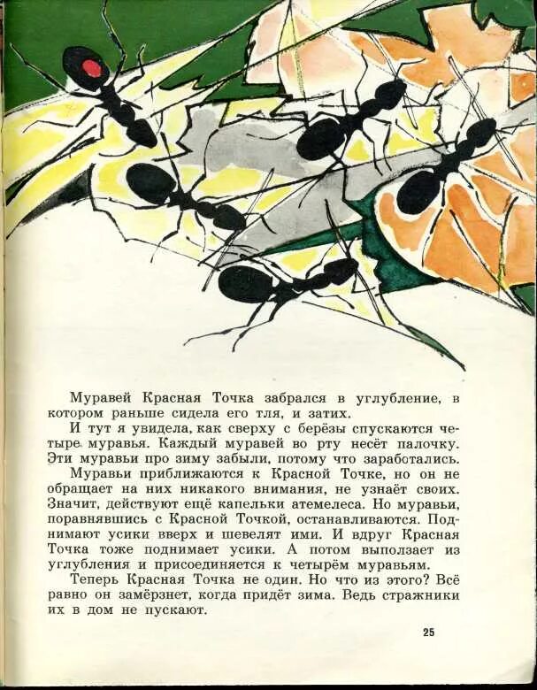 Рассказ точка ру. Муравей красная точка. Красные и черные муравьи в банке. Романов муравей красная точка. Банка с красными и черными муравьями.