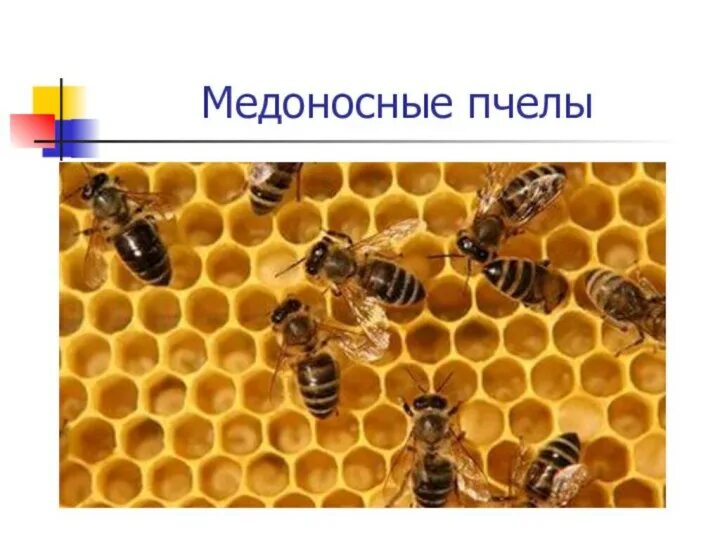 У самцов медоносных пчел нет отцов. Ролт недоносной пчелы в природе. медоносная пчела. роль пчелы в жизни человека. + и - пчёл в природе и жизни человека.