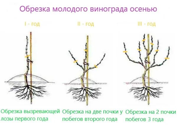 Обрезание молодого саженца винограда осенью. Подготовка винограда 1 года к зиме осенью. Обрезка винограда осенью. Уход за виноградом на второй год посадки.