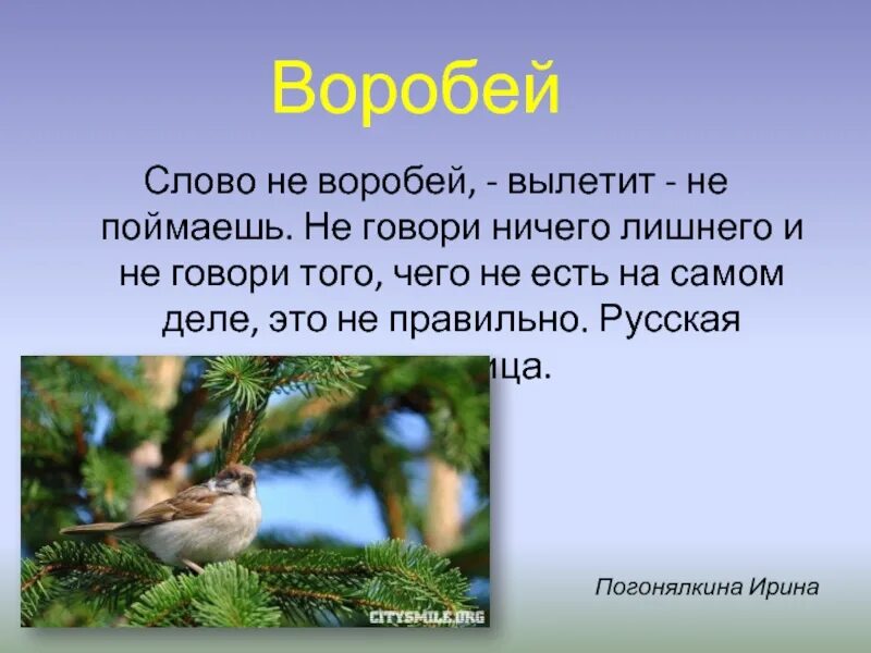 Слово не Воробей вылетит не поймаешь. Слово не Воробей вылетит. Пословица слово не Воробей вылетит не поймаешь. Слово не Воробей