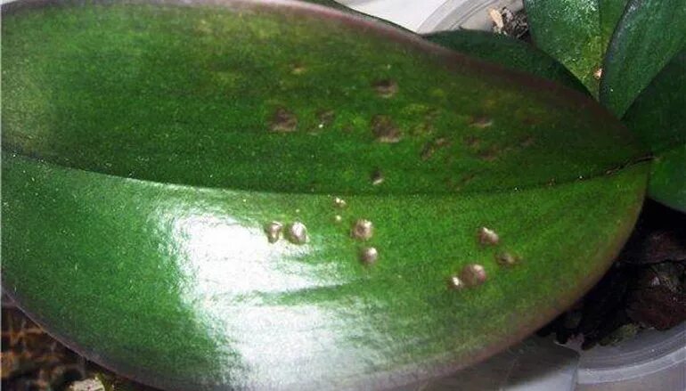 Пятнистость на листьях орхидеи фаленопсис. Бурая пятнистость фаленопсиса. Бурая пятнистость фаленопсиса. Антракноз орхидей фаленопсис. Бурая пятнистость фаленопсиса.