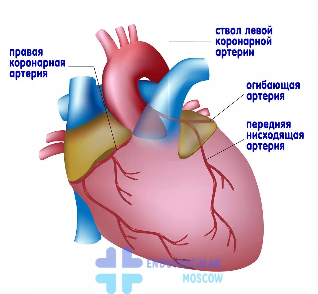 Коронарные артерии. Коронарные артерии сердца. Анатомия коронарных артерий сердца.