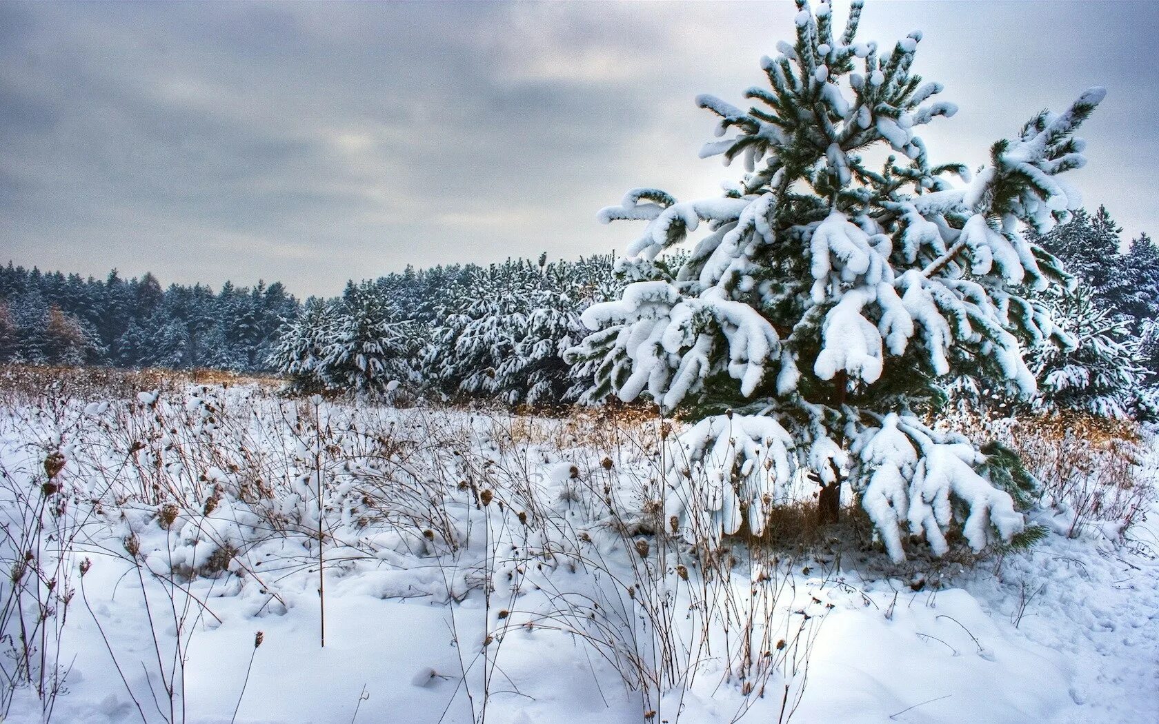 Хвойные под снегом. Ель в снегу. Елка в лесу зимой. Пейзаж с елками. Деревья в снегу.