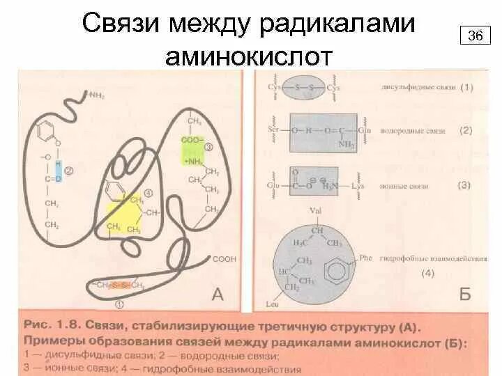 Связи между радикалами аминокислот. Типы связей между радикалами аминокислот. гидрофобные взаимодействия радикалов аминокислот. ионные связи между радикалами аминокислот.