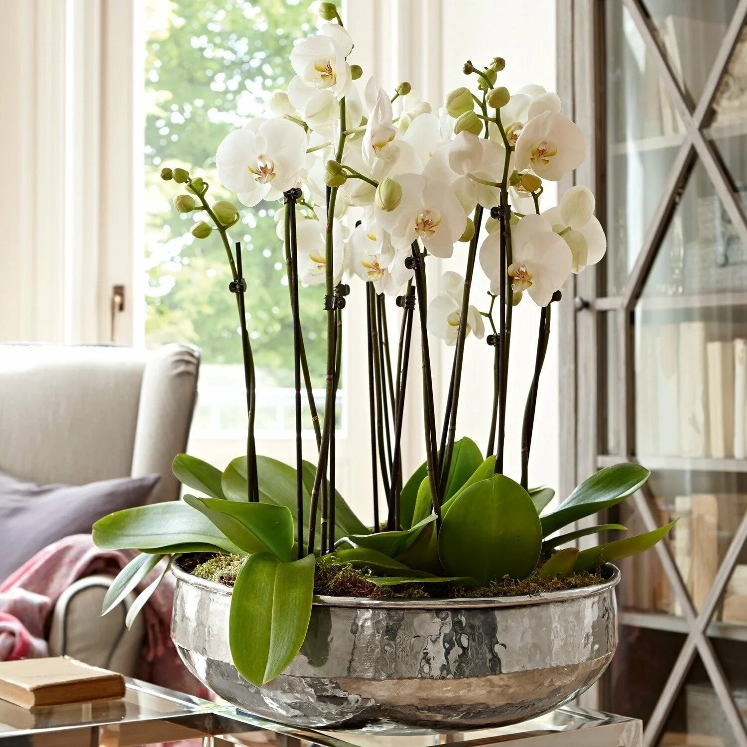 Орхидея живая цветок. Фаленопсис Юкка Орхидея. Композиции с орхидеей фаленопсис. Орхидея фаленопсис в горшке. Фаленопсис Сандера белая.