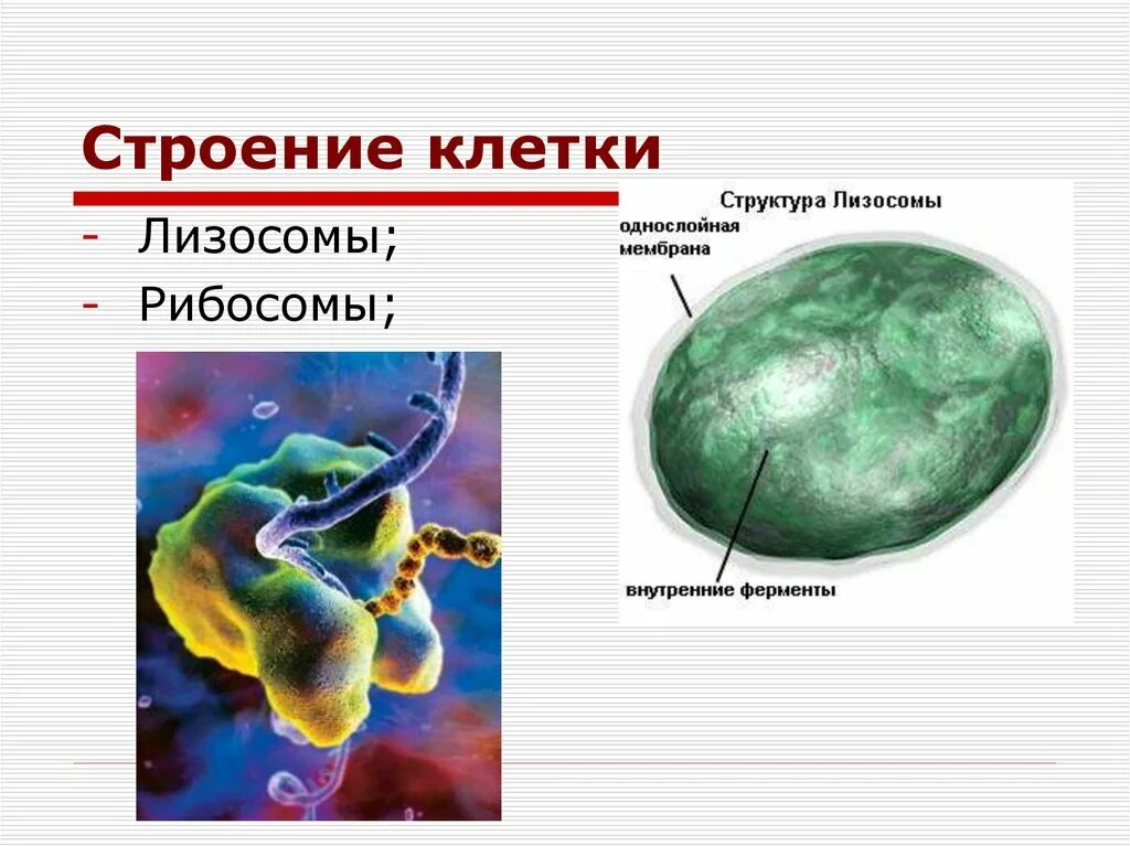 Есть ли лизосомы. Строение лизосомы клетки. Строение растительной клетки лизосомы. Рибосомы и лизосомы строение. Строение лизосомы клетки рисунок.