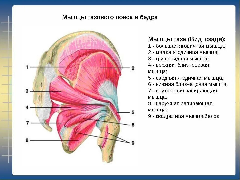 Мышцы таза движение. Мышцы тазового пояса анатомия. мышцы тазового пояса внутренние мышцы таза. задняя группа мышц пояса нижней конечности. анатомия ягодичных мышц человека.