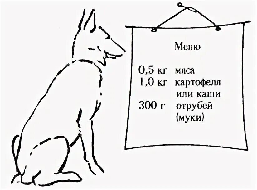 Сколько мяса нужно собаке. Кормление собаки мясом норма. Норма еды для немецкой овчарки весом 30 кг. Нормы питания для собак весом 30 кг. Норма еды для собаки 30 кг.