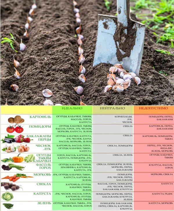 В какой грунт сажать овощи. Посадка культур в открытый грунт. Овощи для посадки в открытый грунт. Перечень овощей для посадки на огороде. После чего сажать чеснок.