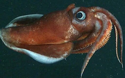 Как выглядит рот у кальмара Squid Anatomy Anatomy, High school biology class, High school biology