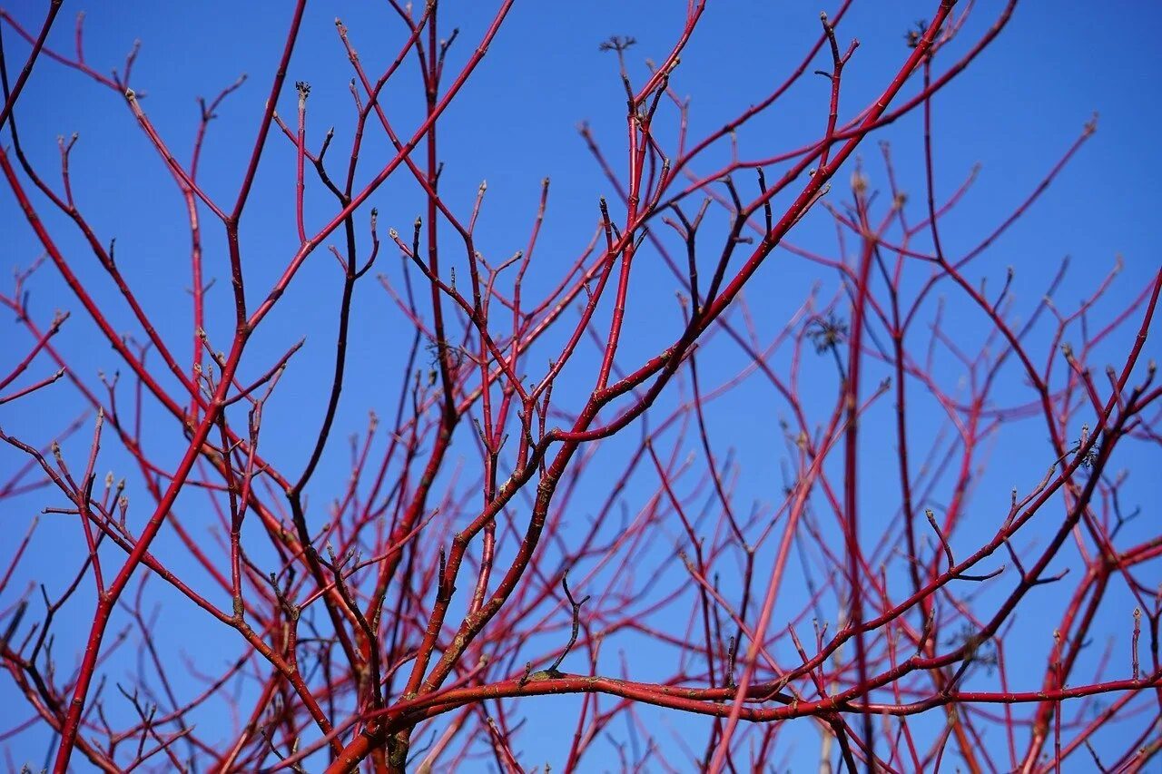 Дерево с розовыми ветками. Cornus sanguinea. Дерен красный кустарник. Дерен кроваво-красный кизил. Cornus sanguinea - кизил.