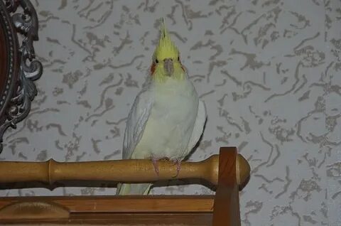 Корелла какает