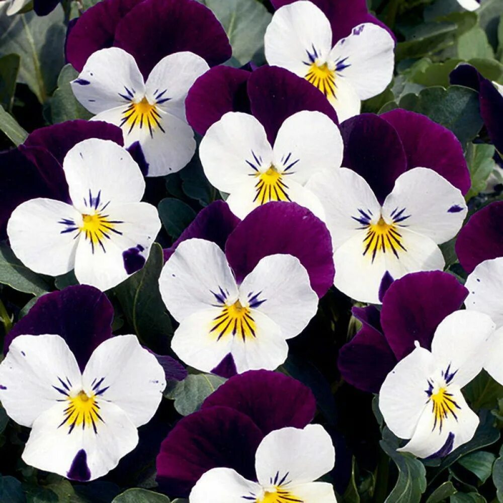 Цветы виола многолетняя. Виола cornuta. Виола рогатая Эрлин. Фиалка рогатая (Viola cornuta). Виола рогатая пенни.