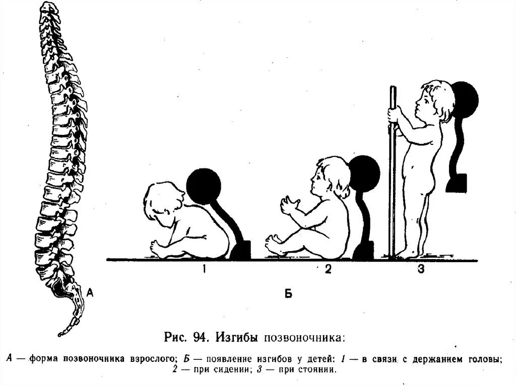 Изгибы позвоночника у детей. Формирование изгибов позвоночного столба. Строение позвоночника у детей 4-5 лет. Формирование физиологических изгибов позвоночника. Этапы формирования изгибов позвоночника.