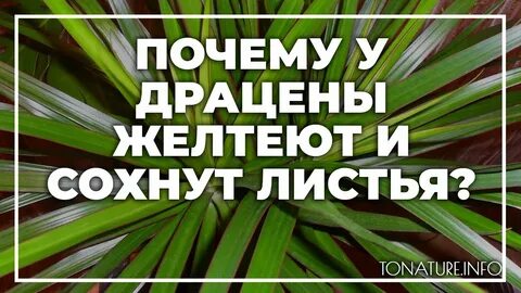 Драцена сохнут листья причина что делать